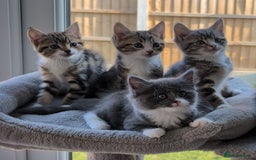 Domestic Shorthair cats for sale: Super stunning kittens - Image 23