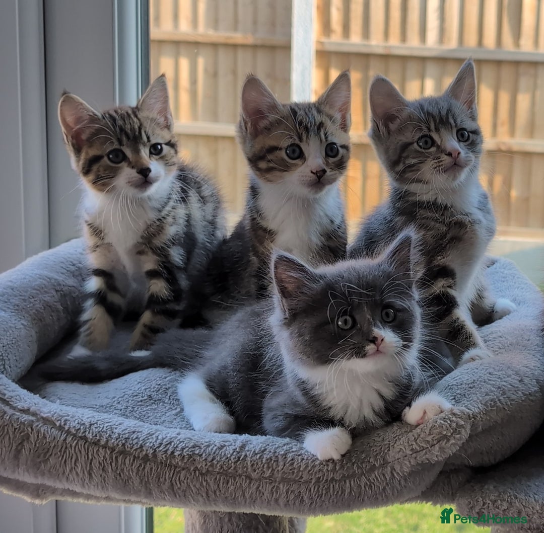 Domestic Shorthair cats for sale: Super stunning kittens - Image 23