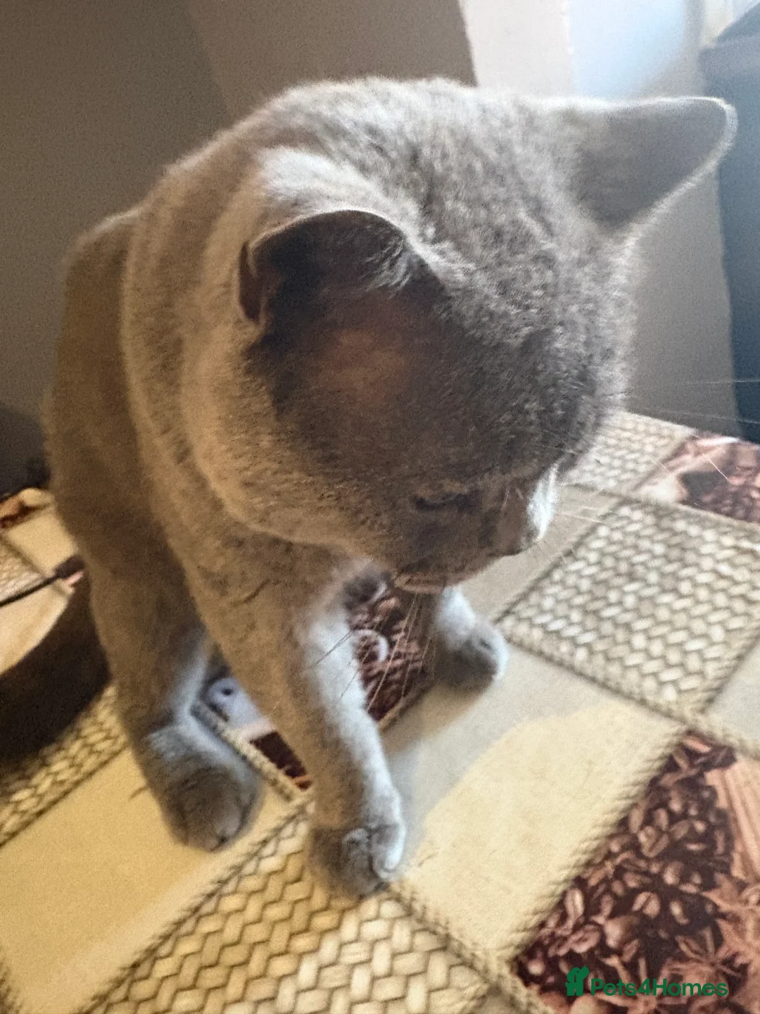 British Shorthair cats for sale: British Shorthair Kitten Male  - Advert 2