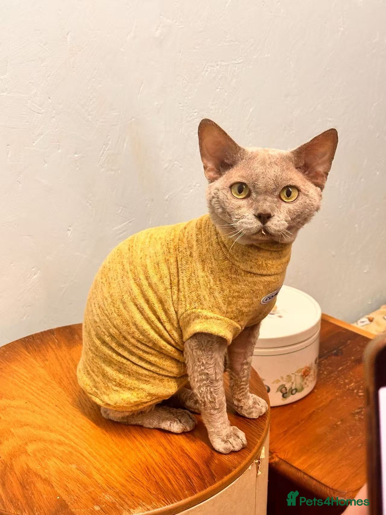 Devon Rex cats Devon Rex lilac - Advert 1