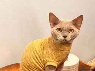 Devon Rex cats Devon Rex lilac - Advert 1