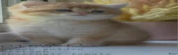 British Shorthair cats for sale: Rare stunning GCCF Golden British Shorthair Kitten - Advert 12