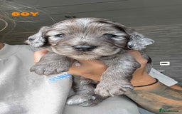 Cockapoo dogs for sale: Merle cockapoo  - Image 12