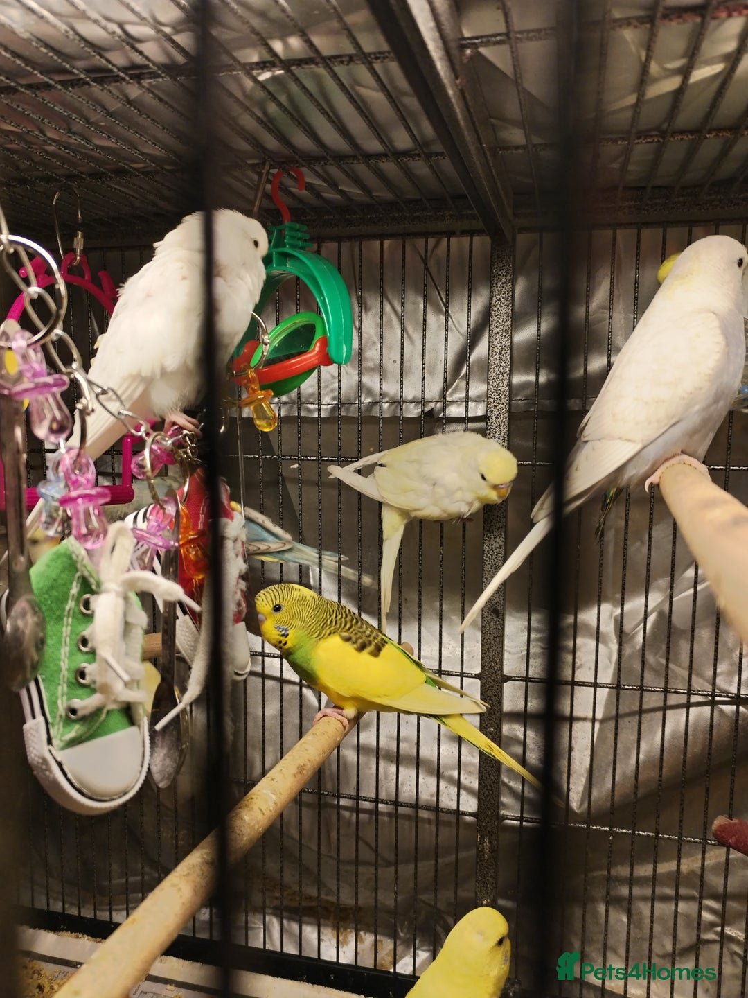 Budgerigars birds for sale: Beautiful baby budgies  - Advert 4