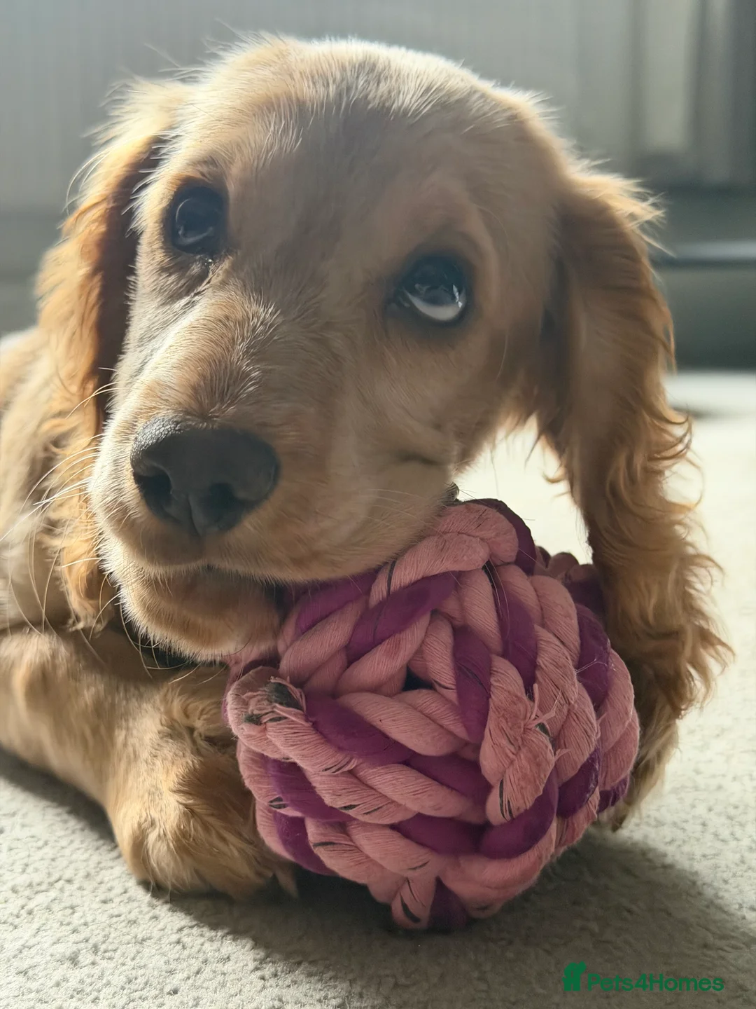 Cocker Spaniel dogs for sale: 14-Week Puppy Needs Loving Forever Home - Advert 7