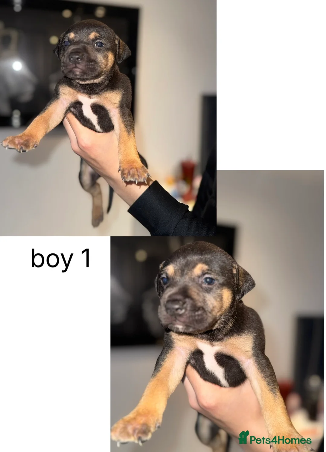 Mixed Breed dogs for sale: Border collie x staffordshire bull terrier pups - Advert 6