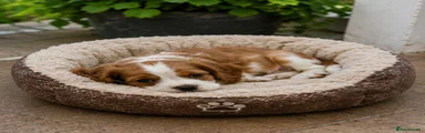 Cavalier King Charles Spaniel Puppy 3
