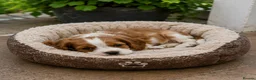 Cavalier King Charles Spaniel dogs for sale: Beautiful Blenheim Cavalier King Charles Spaniels! - Advert 15