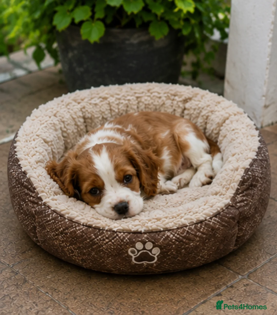 Cavalier King Charles Spaniel dogs for sale: Beautiful Blenheim Cavalier King Charles Spaniels! - Advert 15