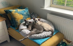 Oriental cats for sale: Oriental and Siamese cats for adoption - Image 9