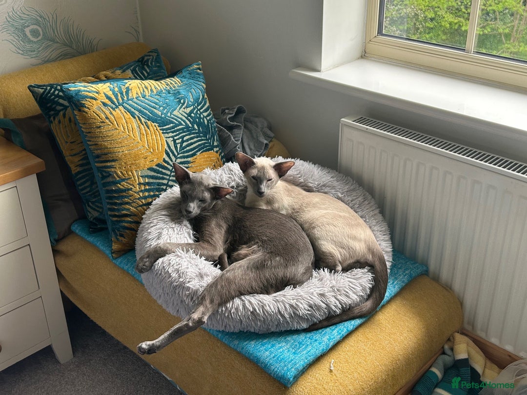 Oriental cats for sale: Oriental and Siamese cats for adoption - Image 9
