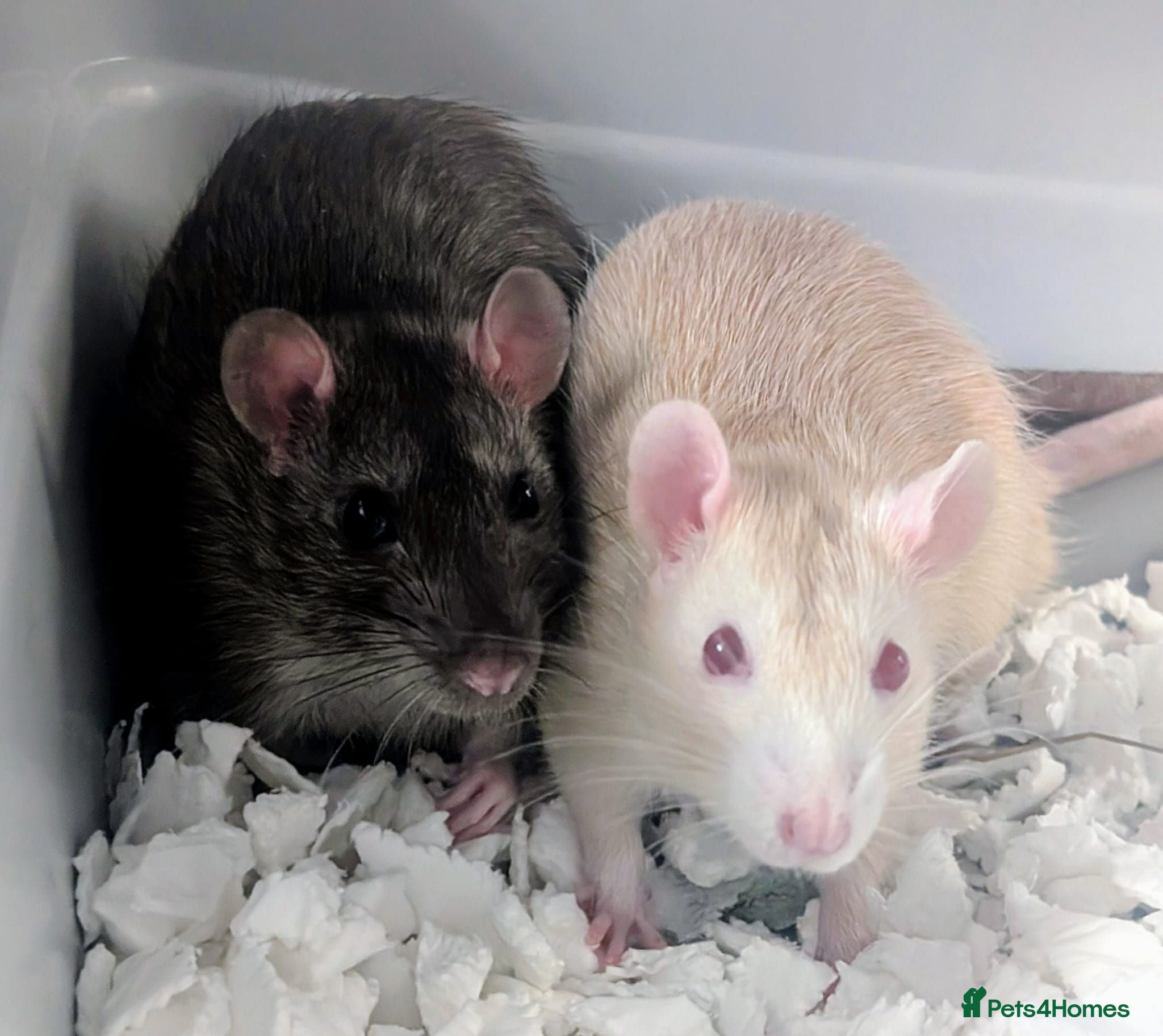 Rat rodents 2 Male Rats. One is Albino.  - Advert 6