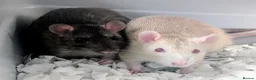 Rat rodents for sale: 2 Male Rats. One is Albino.  - Advert 1