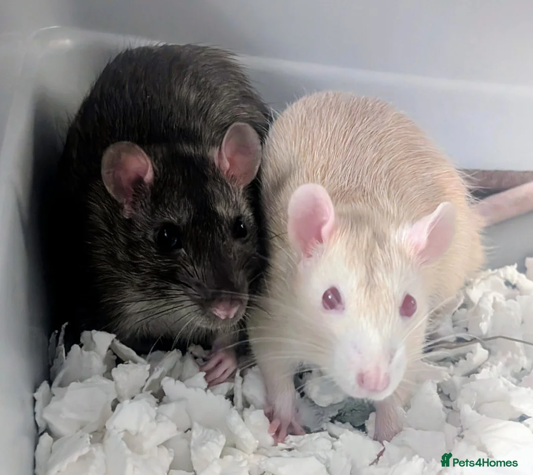 Rat rodents for sale: 2 Male Rats. One is Albino.  - Advert 1