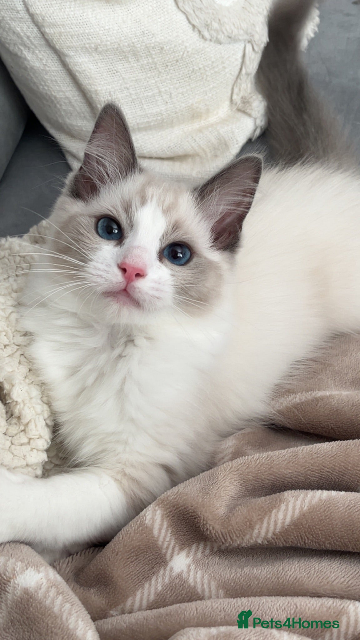 Ragdoll cats gorgeous bicolour girl kitten - Advert 2