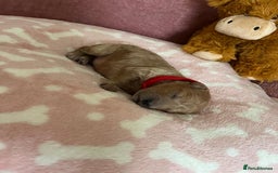 Cockapoo dogs for sale: 🌸3 gorgeous chunky Cockapoo puppy’s 🌸 - Image 20