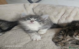 Maine Coon cats for sale: Adorable kittens mixed Maine Coon  - Image 4