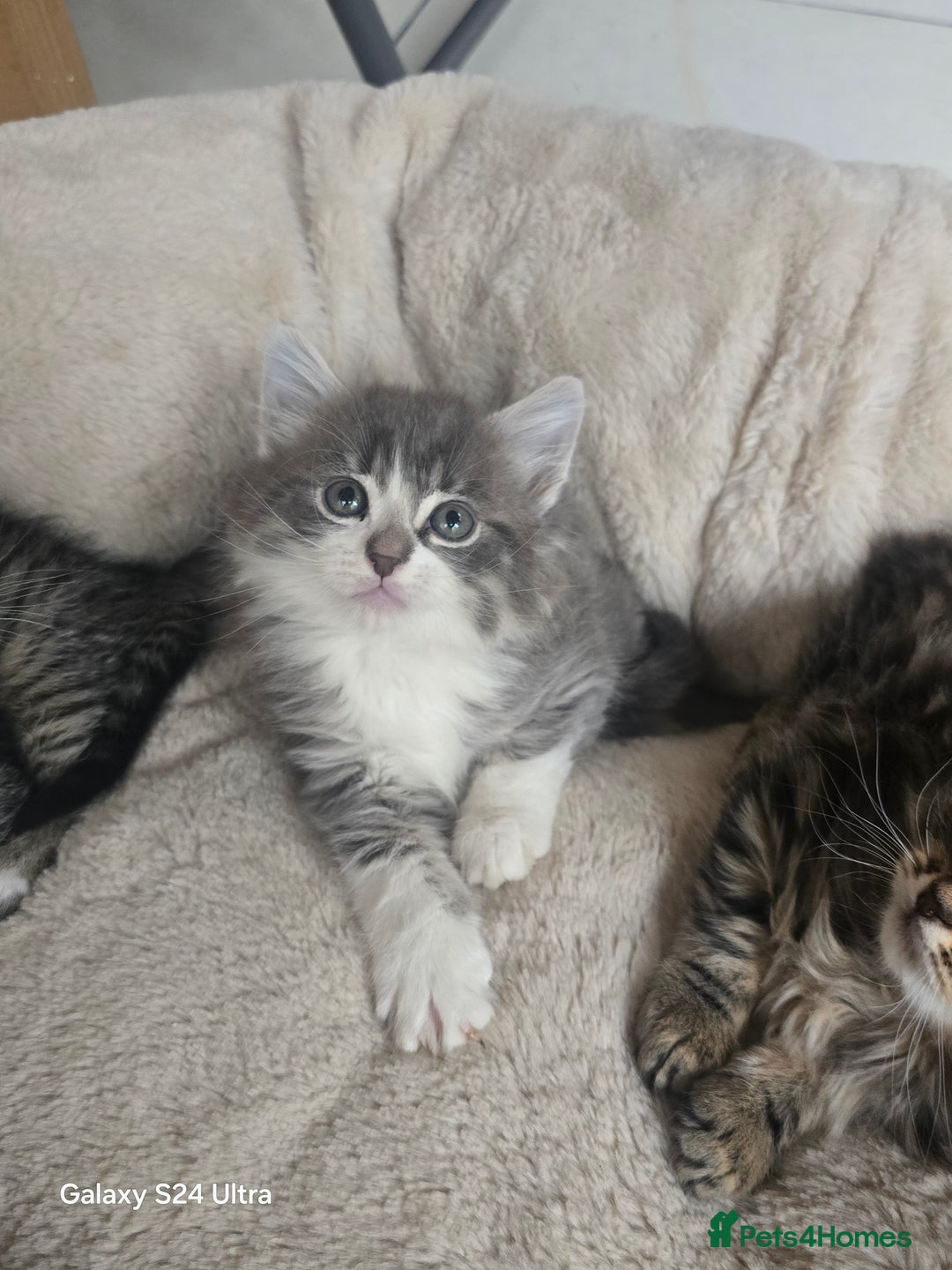 Maine Coon cats for sale: Adorable kittens mixed Maine Coon  - Image 4