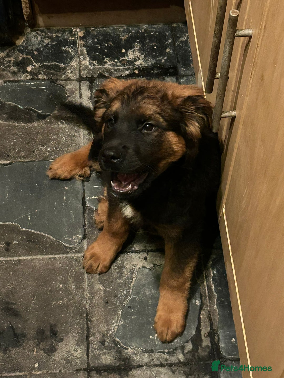 Mixed Breed dogs for sale: Rottweiler x Akita  mastiff pups - Advert 12