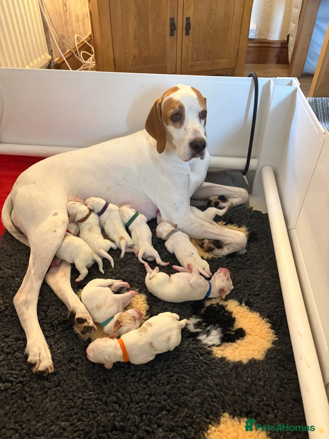 Pointer dogs for sale: Quality Pointer Puppy - Advert 2