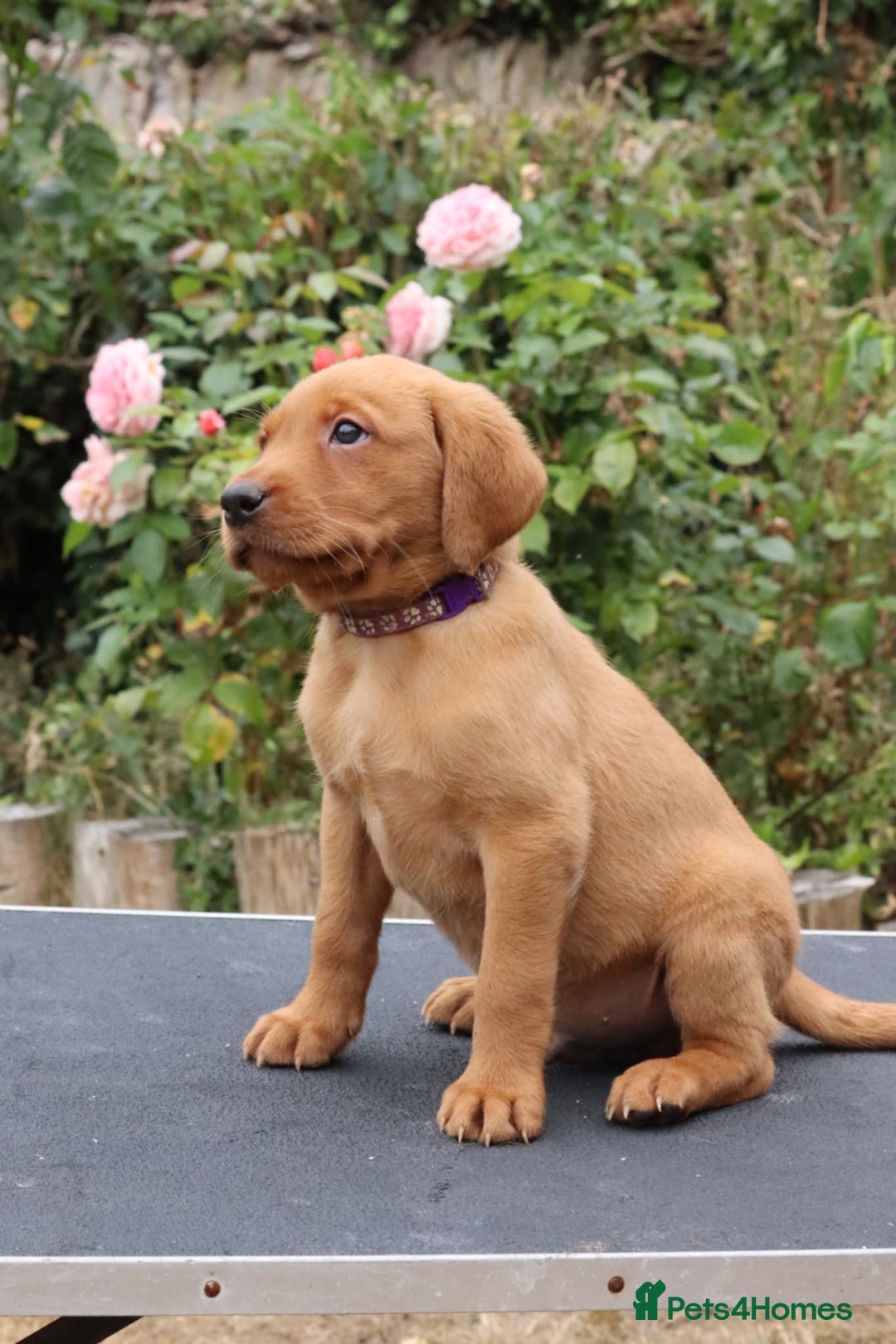 Labrador Retriever dogs for sale: Health Tested Fox Red Puppies for Sale - Image 15