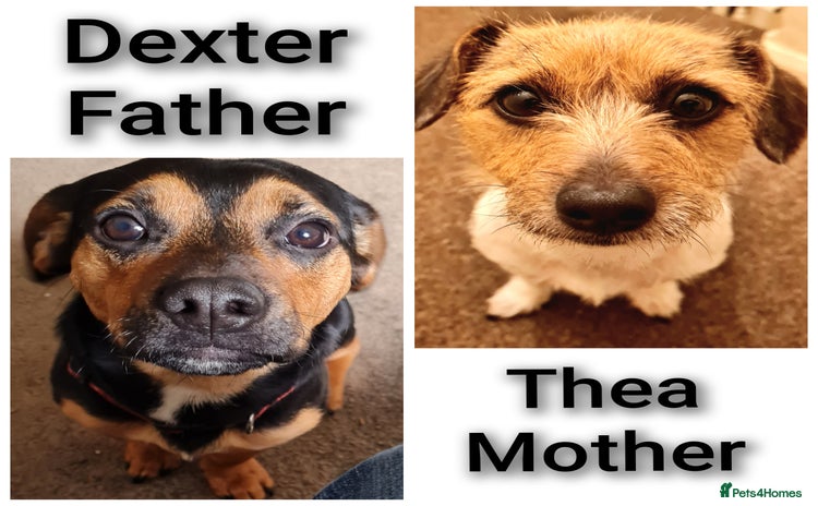 Jack Chi dogs - Advert 2