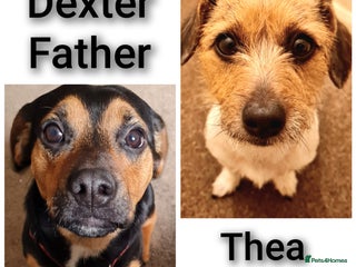 Jack Chi dogs - Advert 3