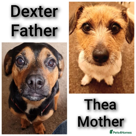 Jack Chi dogs - Advert 1