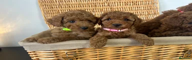 Miniature Poodle Puppy 2