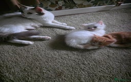 Maine Coon cats for sale: Polydactyl mainecoon/ragdoll 1 male left  - Image 9
