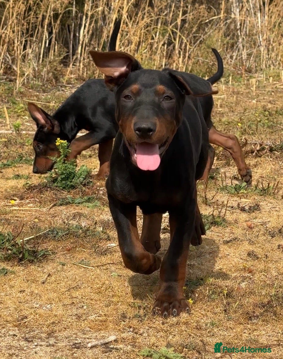 Chinese Red Dog dogs Chinese Red Dog Laizhou Hong pups - Advert 1
