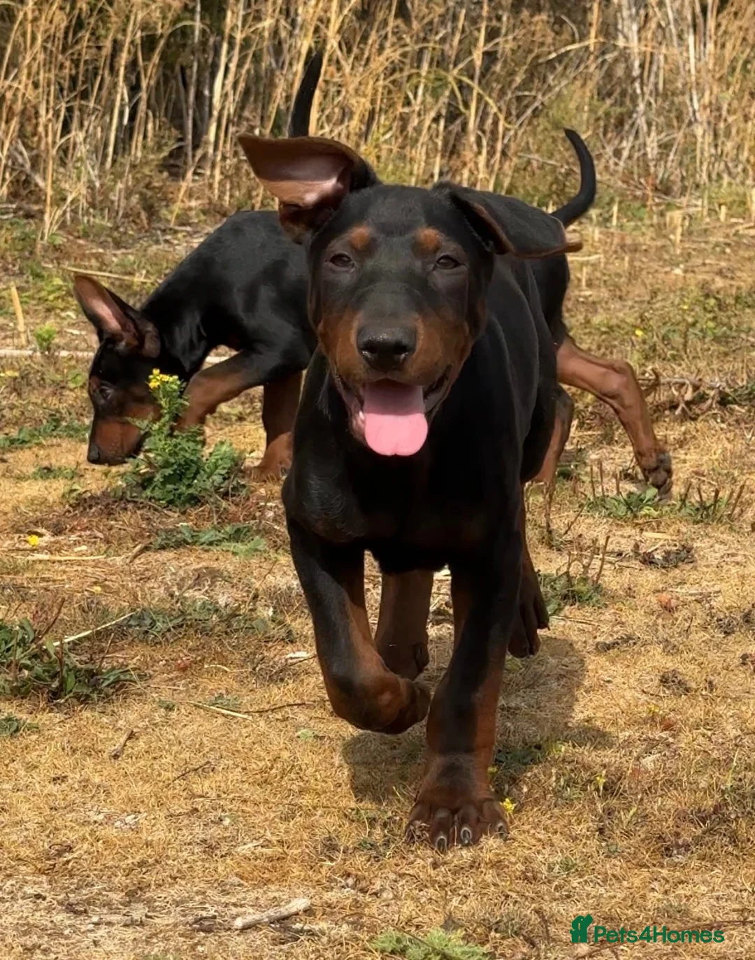 Chinese Red Dog dogs for sale: Chinese Red Dog Laizhou Hong pups - Advert 1