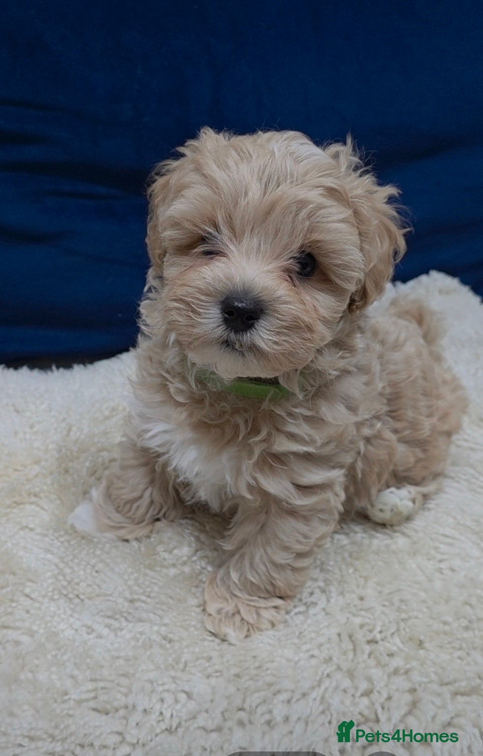Maltipoo dogs Beautiful F1B Maltipoo Boy – Ready Now - Advert 2