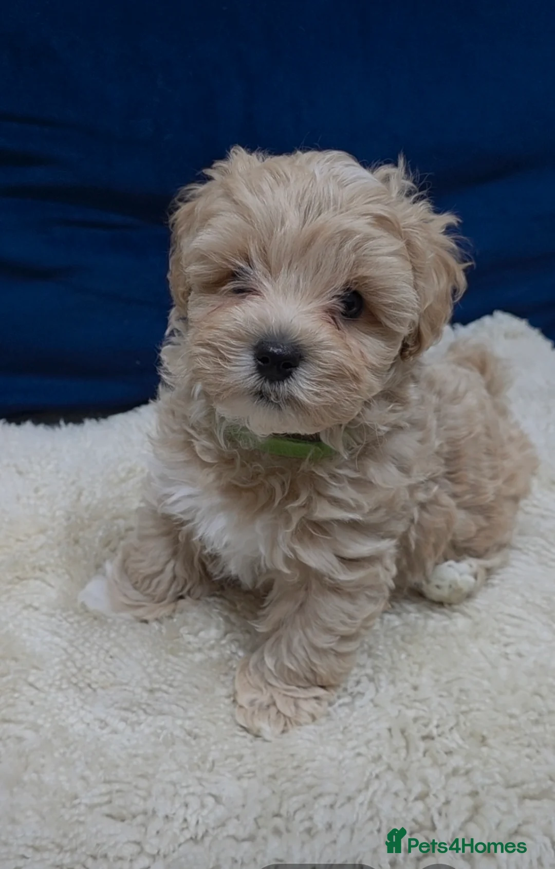 Maltipoo dogs for sale: Beautiful F1B Maltipoo Boy – Ready Now - Advert 1