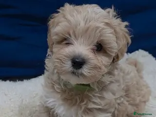 Maltipoo dogs Beautiful F1B Maltipoo Boy – Ready Now - Advert 1