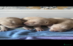 Labrador Retriever dogs for sale: Beautiful lab puppies for sale  - Image 3