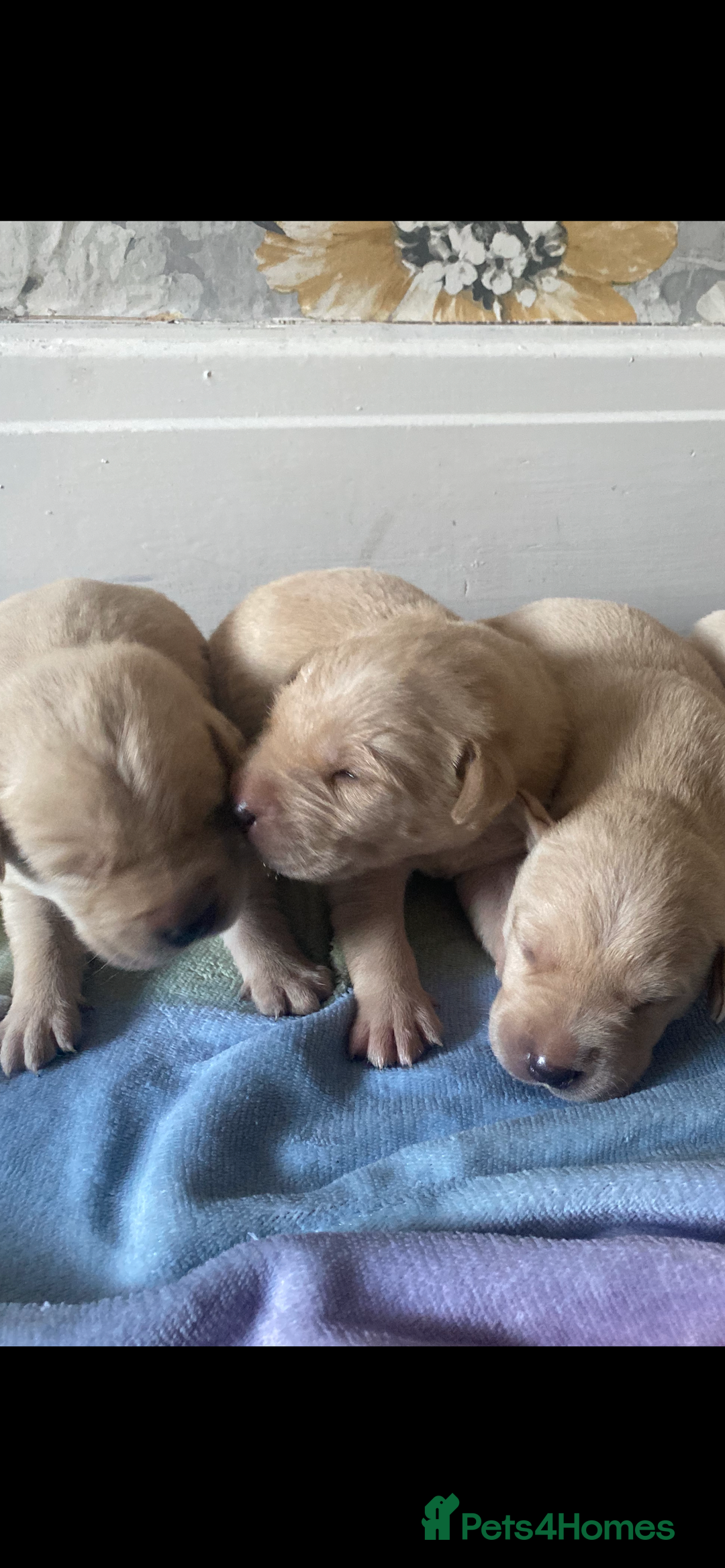 Labrador Retriever dogs for sale: Beautiful lab puppies for sale  - Image 3