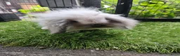Mini Lop rabbits for sale: Seal point mini lops and seal point lion lop baby  - Advert 1