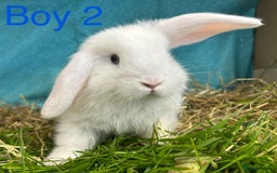 Dwarf Lop rabbits for sale: Baby bunnies looking for forever homes - Image 6