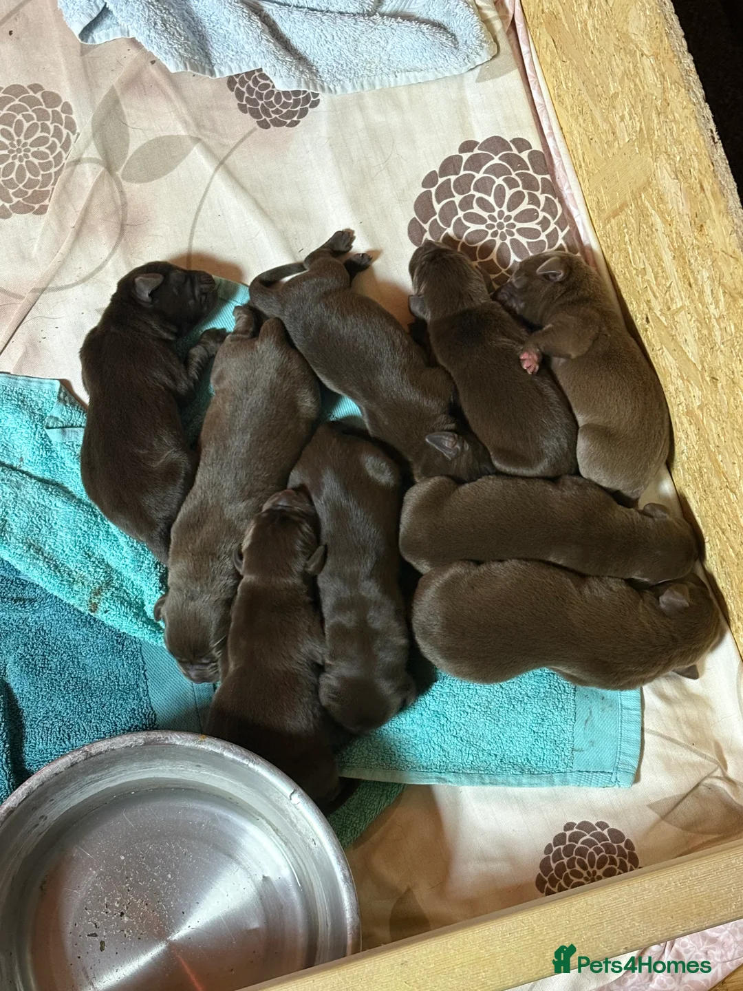 Labrador Retriever dogs for sale: 8 high quality game chocolate Labrador’s - Advert 5