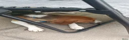 Beagle dogs for sale: Beagle needs new home  - Advert 4