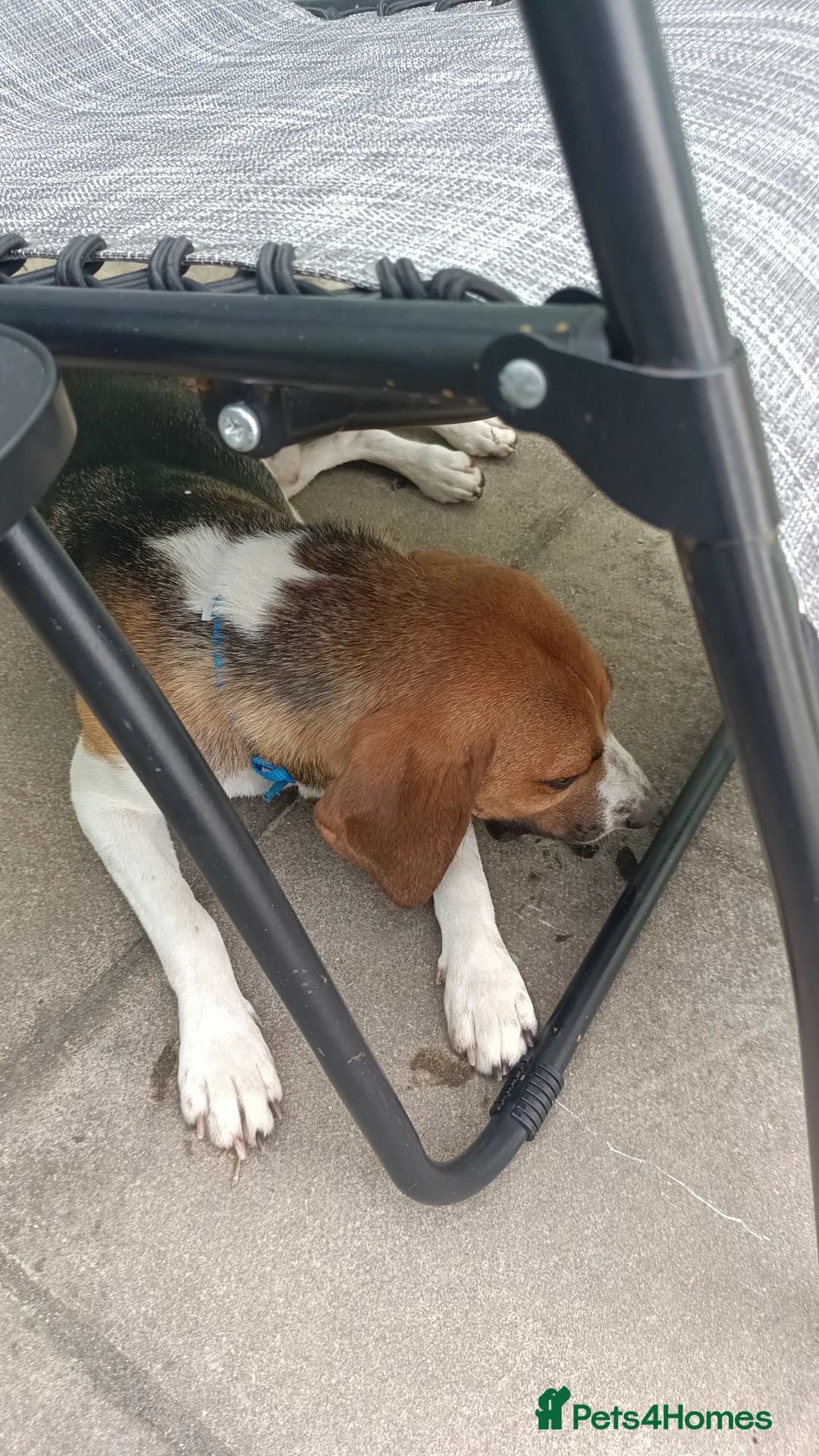 Beagle dogs for sale: Beagle needs new home  - Advert 4