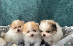 Pomeranian dogs for sale: Fluffy Pomeranian puppies - Image 5