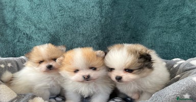 Pomeranian dogs - Advert 15