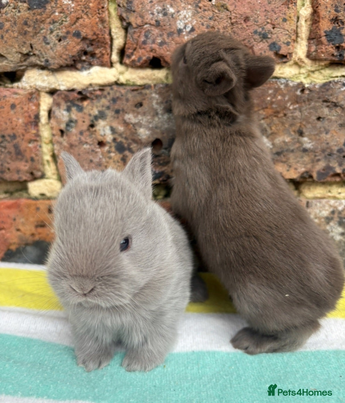 Netherland Dwarf rabbits White, Chocolate & Blue Netherland Dwarf Bunnies  - Advert 18