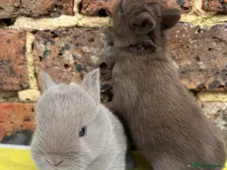 Netherland Dwarf rabbits White, Chocolate & Blue Netherland Dwarf Bunnies - Advert 18