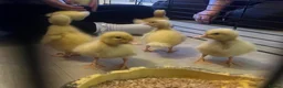 Ducks poultry for sale: Cherry valley ducklings - Advert 2