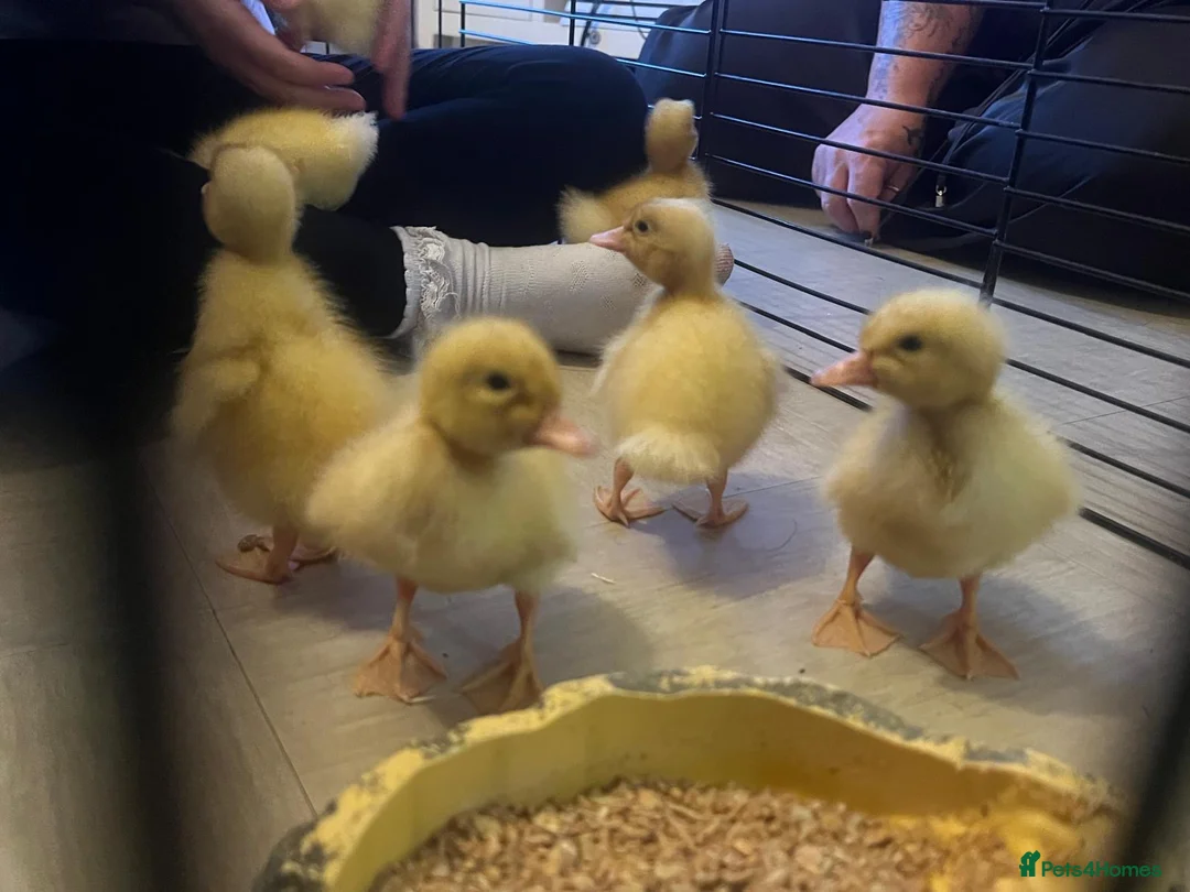 Ducks poultry for sale: Cherry valley ducklings - Advert 2