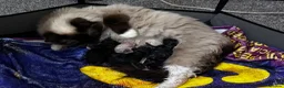 Mixed Breed cats for sale: 3 male half ragdoll kittens🖤 - Advert 4