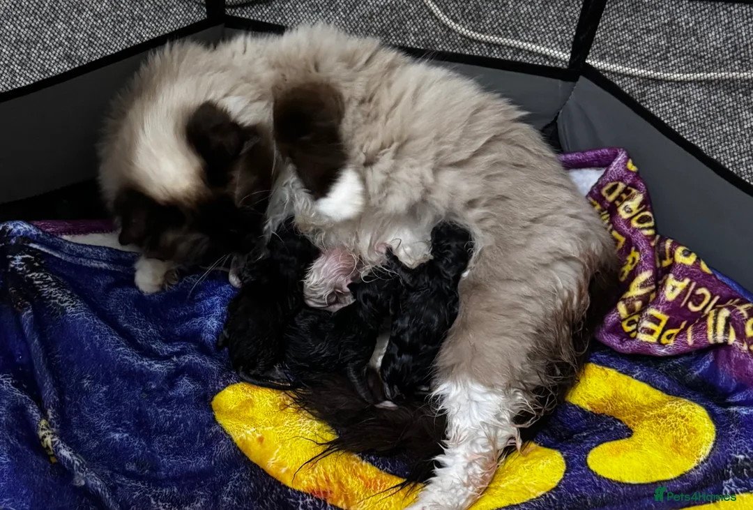 Mixed Breed cats for sale: 3 male half ragdoll kittens🖤 - Advert 4